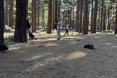 Scott Mara working a small dog on a long line while a handler watches, tall pines at Bijou Park in the background