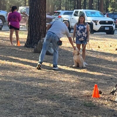 Scott Mara coaching a small dog into a sit while the handler watches, at Bijou Park